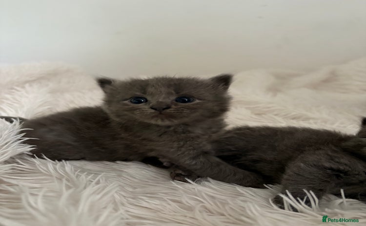 British Longhair cats - Advert 6