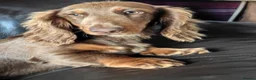 Miniature Dachshund dogs for sale: Puppies of the miniature long-haired dachshund.  - Advert 5