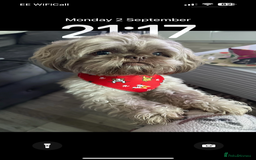 Shih Tzu dogs for sale: Extra special Shih tzu puppies - Image 2