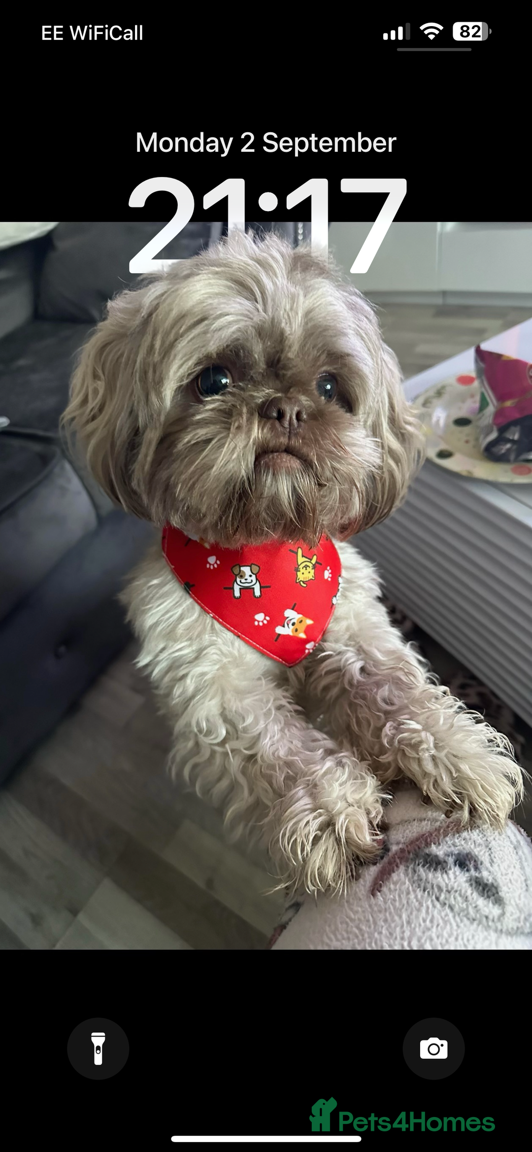 Shih Tzu dogs for sale: Extra special Shih tzu puppies - Image 2