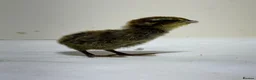 Quail poultry for sale: Quails 8+ weeks  in Stockport - Advert 21
