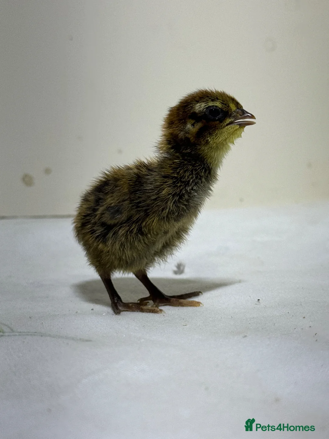 Quail poultry for sale: Quails 8+ weeks  in Stockport - Advert 21