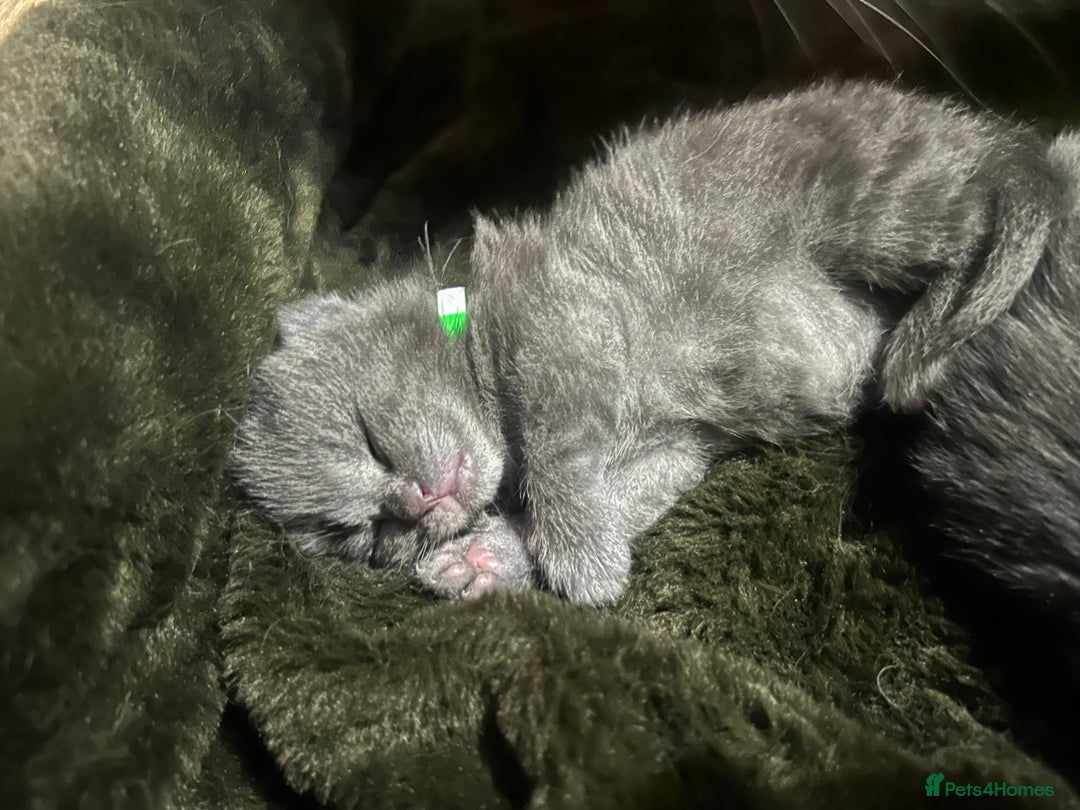 Norwegian Forest Cat cats for sale: BLACK&SILVER NORWEGIAN BOY LEFT  - Advert 19