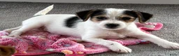 Jack Russell dogs for sale: Traditional short-legged Jack Russell puppies! - Advert 23