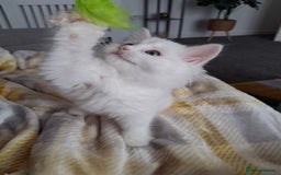 Persian cats for sale: Beautiful Nine week old Turkish Angora Female - Image 9