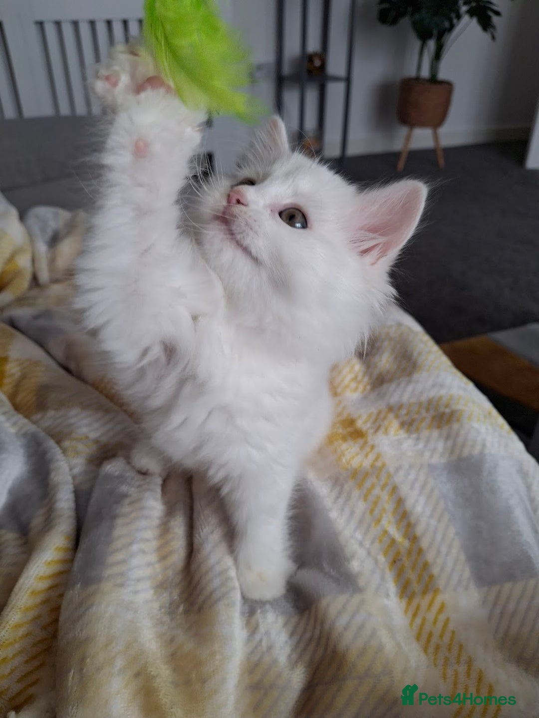 Persian cats for sale: Beautiful Nine week old Turkish Angora Female - Image 9