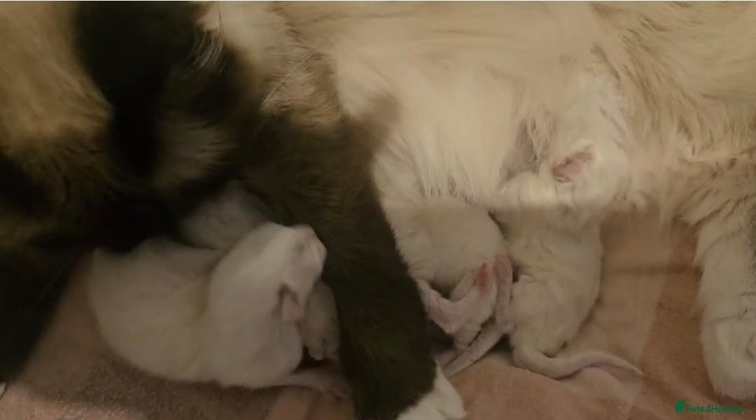 Ragdoll cats for sale: Beautiful blue mitted Ragdoll - Image 4