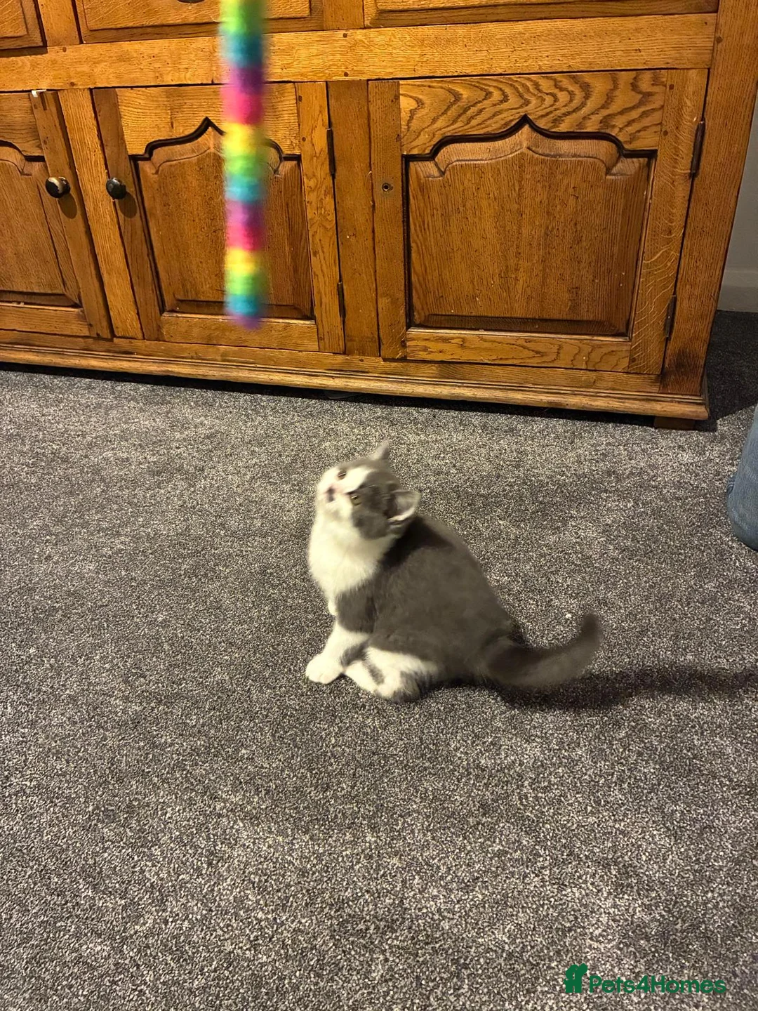 British Shorthair cats for sale:  BSH TICA Kittens. 1 BLUE & WHITE BOY AVAILABLE  - Advert 1