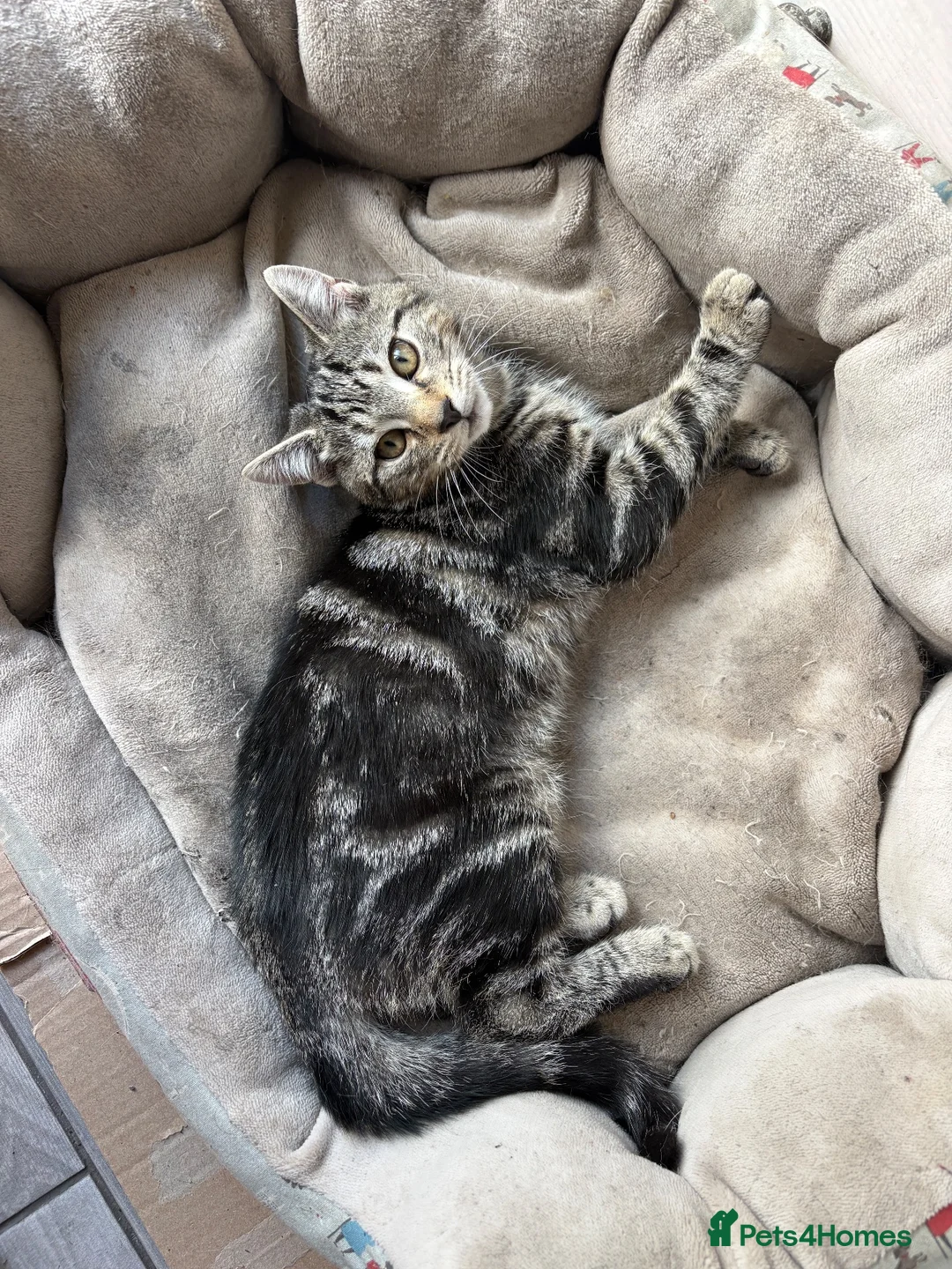 Mixed Breed cats for sale: Gorgeous healthy kitten looking for a loving home - Advert 7