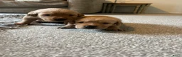 Labrador Retriever dogs for sale: Beautiful KC Labrador mixed litter puppies  - Advert 6