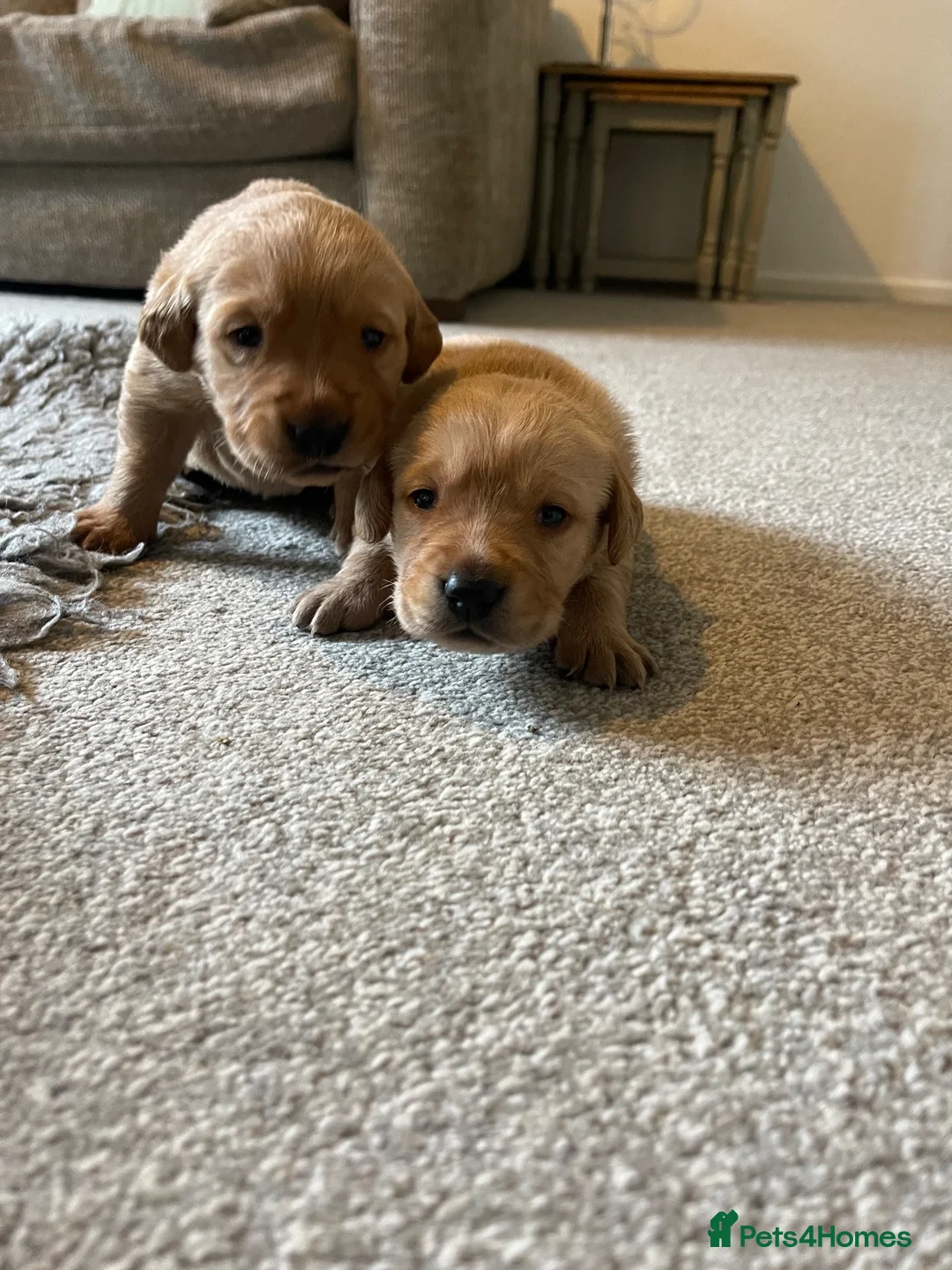 Labrador Retriever dogs for sale: Beautiful KC Labrador mixed litter puppies  - Advert 6