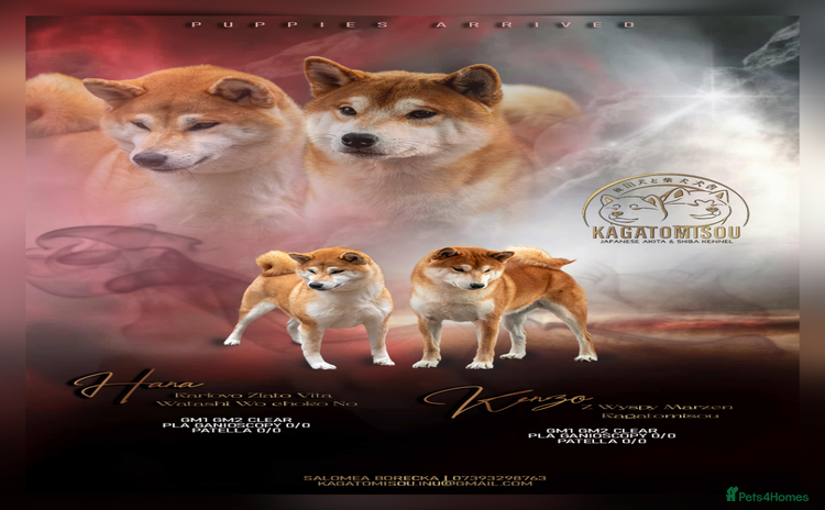 Japanese Shiba Inu dogs 🐾🏵Newborn Shiba inu puppies 🏵🐾 - Advert 1