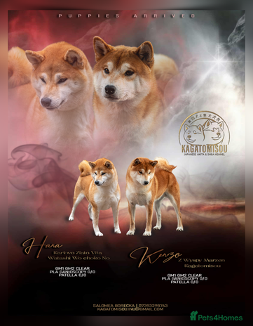 Japanese Shiba Inu dogs 🐾🏵Newborn Shiba inu puppies 🏵🐾 - Advert 1