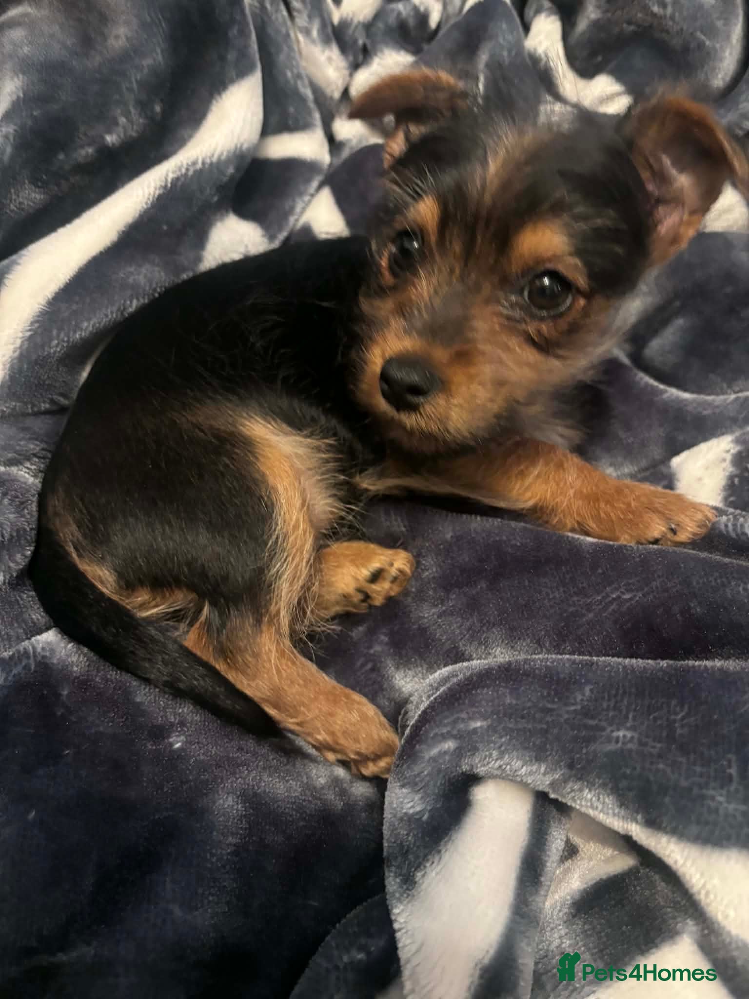 Yorkshire Terrier dogs One adorable puppy left looking for Forever Home. - Advert 2