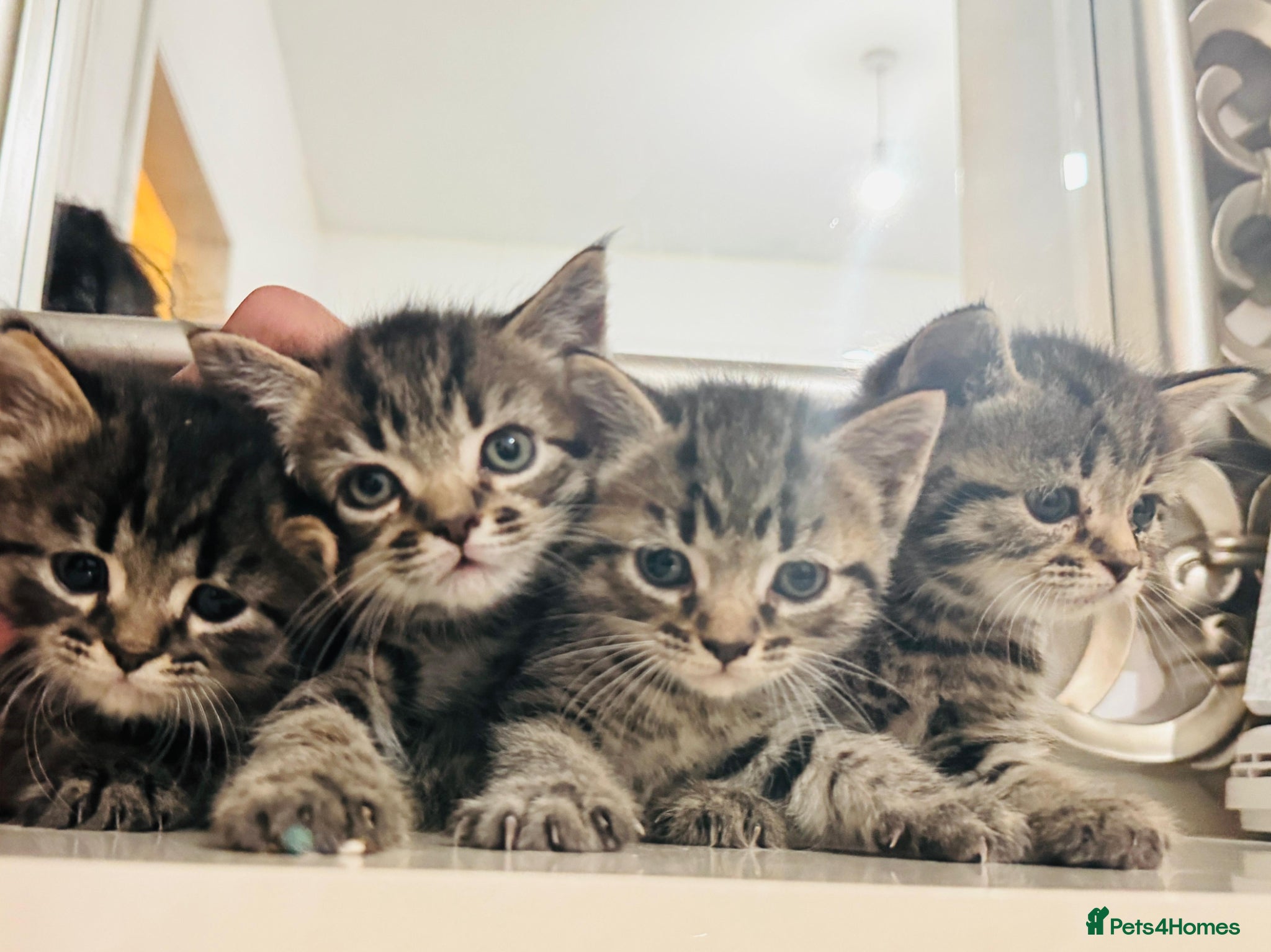 Mixed Breed cats Tabby-Ragdoll Kittens – Ready for a Forever Homes! - Advert 1