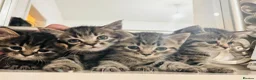 Mixed Breed cats for sale: Tabby-Ragdoll Kittens – Ready for a Forever Homes! - Advert 1