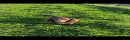 Sprocker dogs for sale: WORKING SPROCKER PUPPIES  - Advert 8