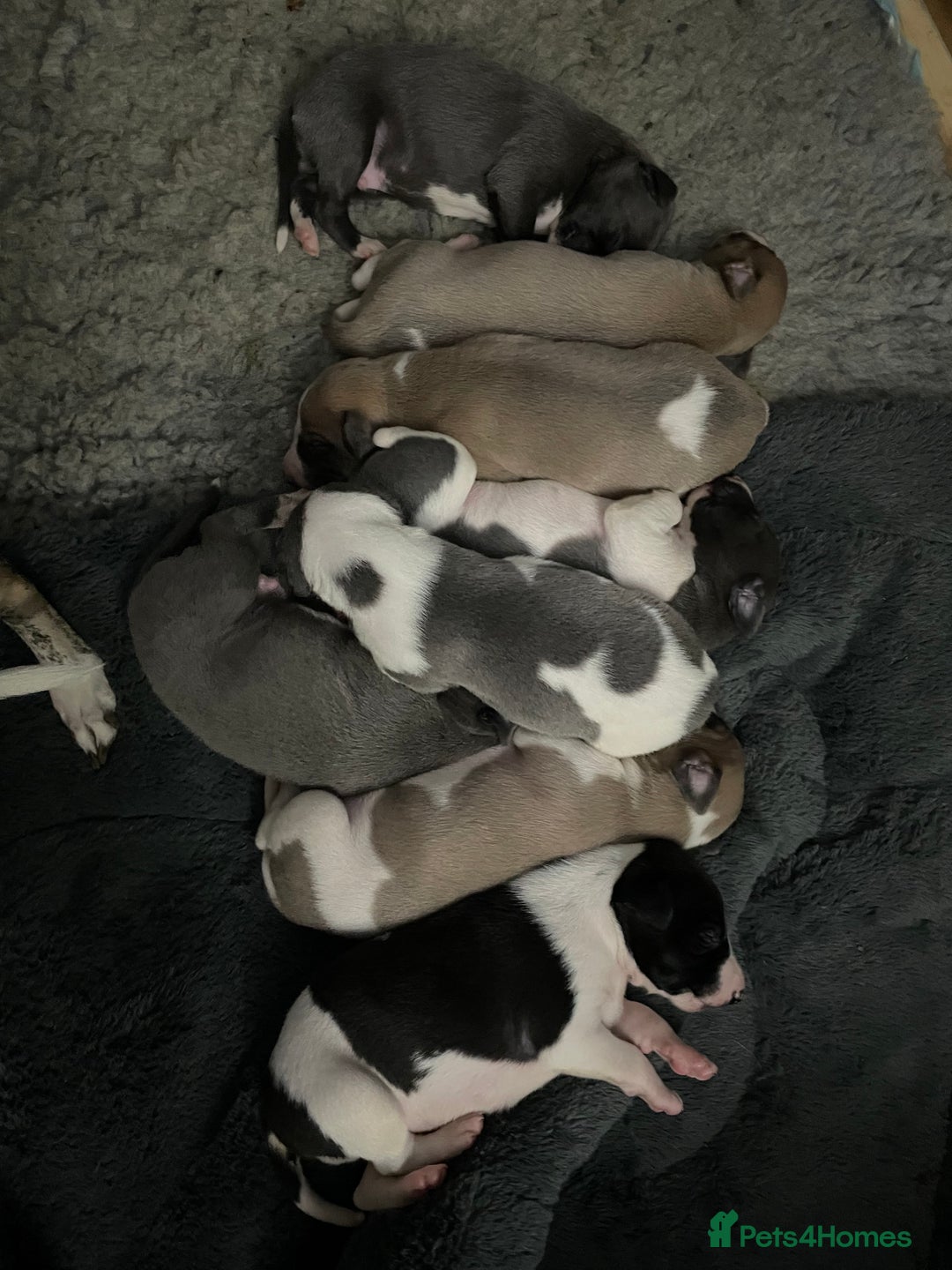 Whippet dogs for sale: 1 Gorgeous KC Reg Whippet Puppy  - Advert 6