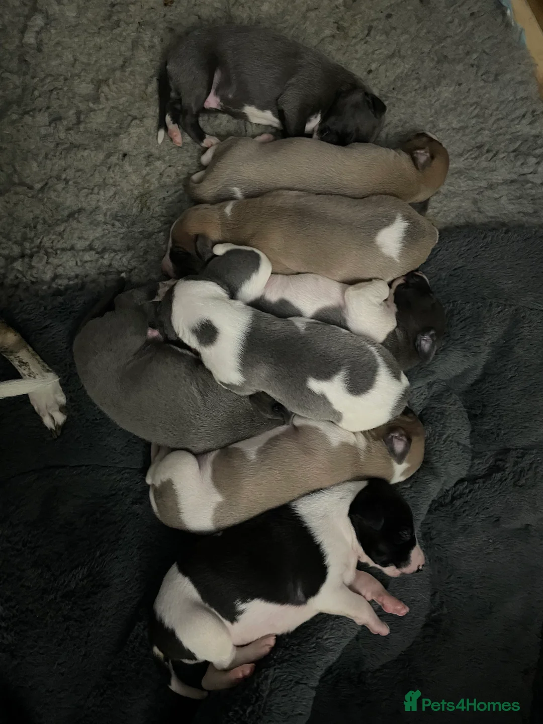 Whippet dogs for sale: 1 Gorgeous KC Reg Whippet Puppy - now reserved - Advert 6