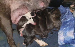 Mixed Breed dogs for sale: Staff x shar pei puppies  - Image 3