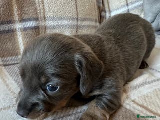 Dachshund dogs Beautiful litter of 3 KC Reg - Advert 14