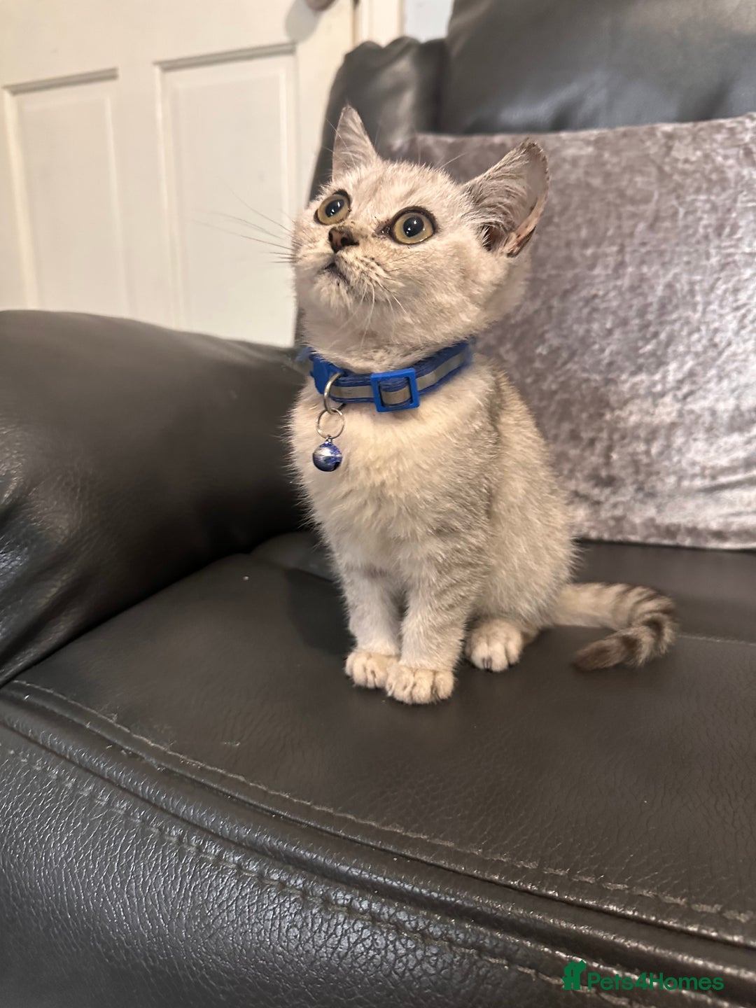 British Shorthair cats for sale: British Shorthair kittens Tica  - Image 7