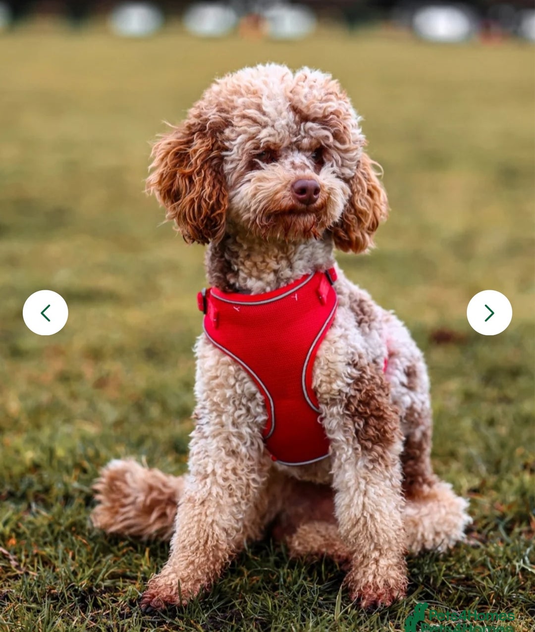 Labradoodle dogs for sale: F1 labradoodles READY NOW - Advert 10