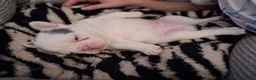 French Bulldog dogs for sale: Frenchie pups in Tilbury - Advert 8