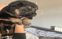 German Shepherd dogs for sale: German Shepherd puppies  - Image 11