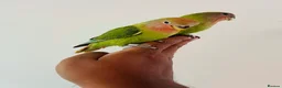 Lovebirds birds for sale: Hand reared lovebirds for sale  - Advert 23