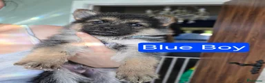 German Shepherd 3