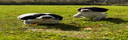 English Springer Spaniel dogs for sale: SPRINGER SPANIEL PUPPIES in Broxburn - Advert 3