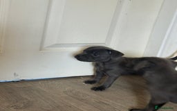 Staffordshire Bull Terrier dogs for sale: 3 playful, lively chunky puppies - Image 5