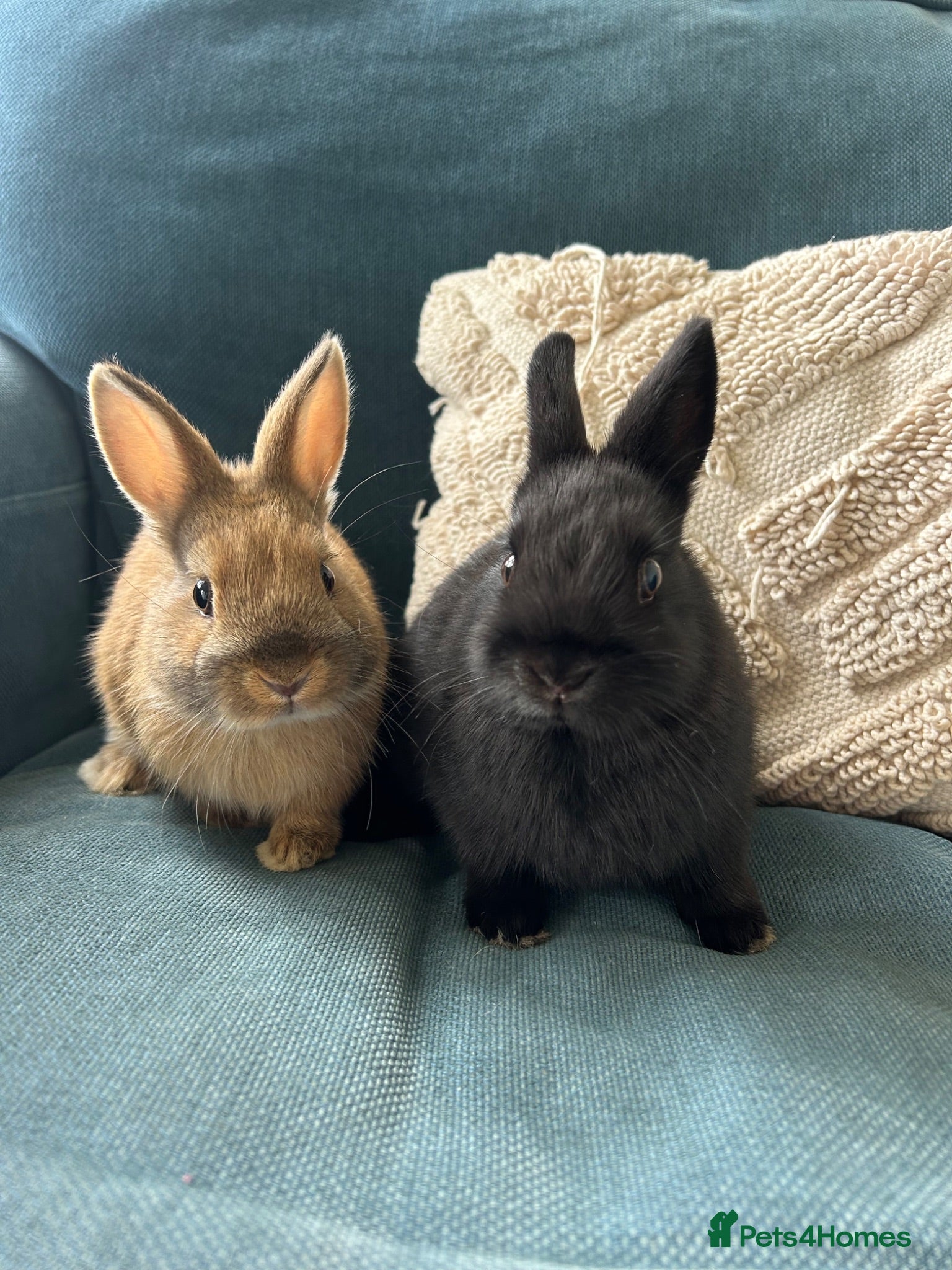 Netherland Dwarf rabbits Male & female Purebred Netherland dwarf rabbits  - Advert 19