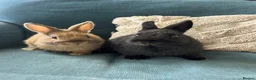 Netherland Dwarf rabbits for sale: Male & female Purebred Netherland dwarf rabbits  - Advert 1