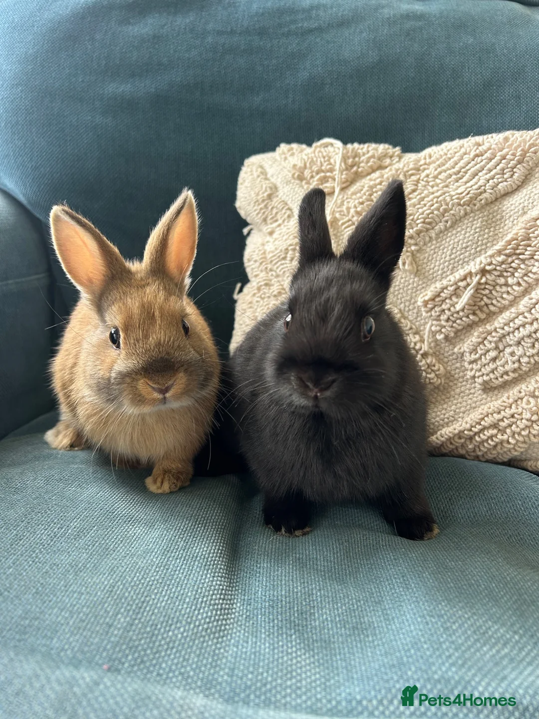 Netherland Dwarf rabbits for sale: Male & female Purebred Netherland dwarf rabbits  - Advert 1