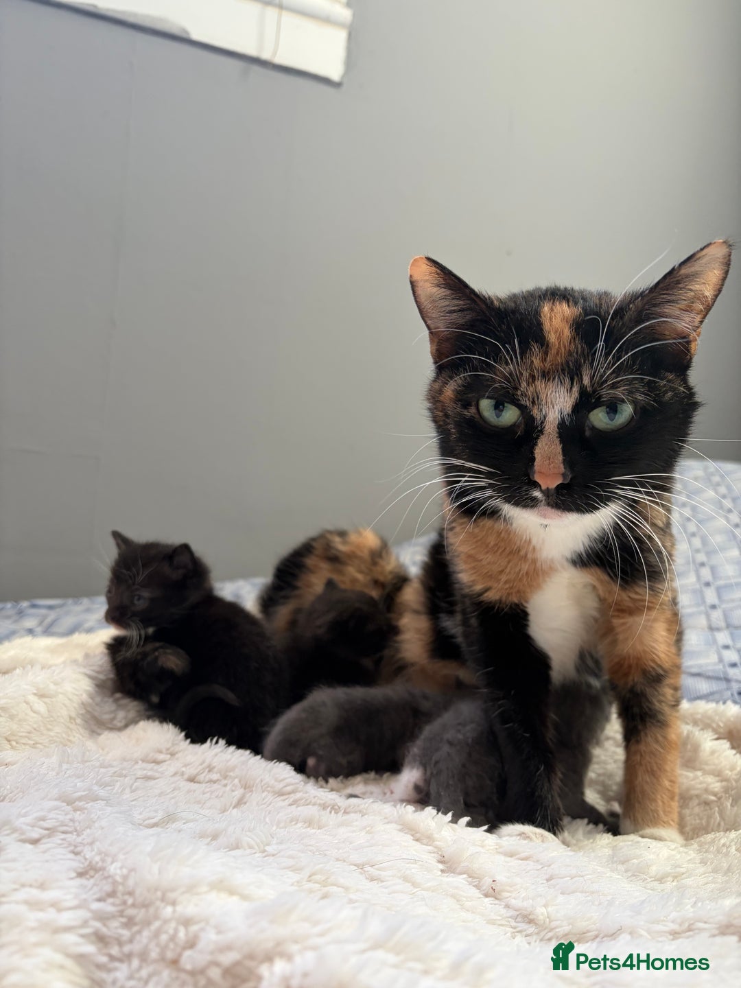 Khao Manee cats for sale: 4 mixed khao manee kittens  - Advert 14