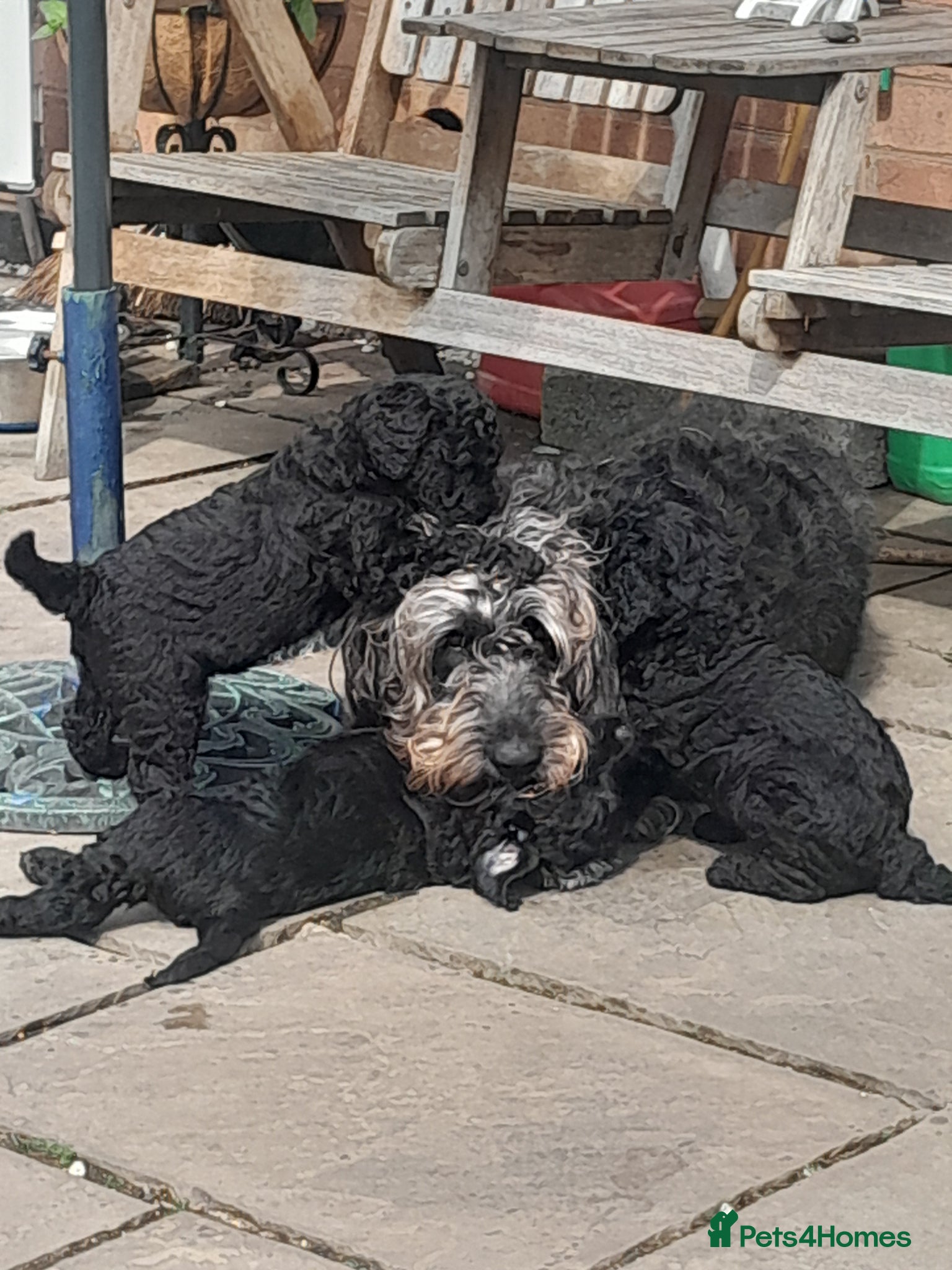 Goldendoodle dogs for sale: Gorgeous Goldendoodle puppies - Advert 6