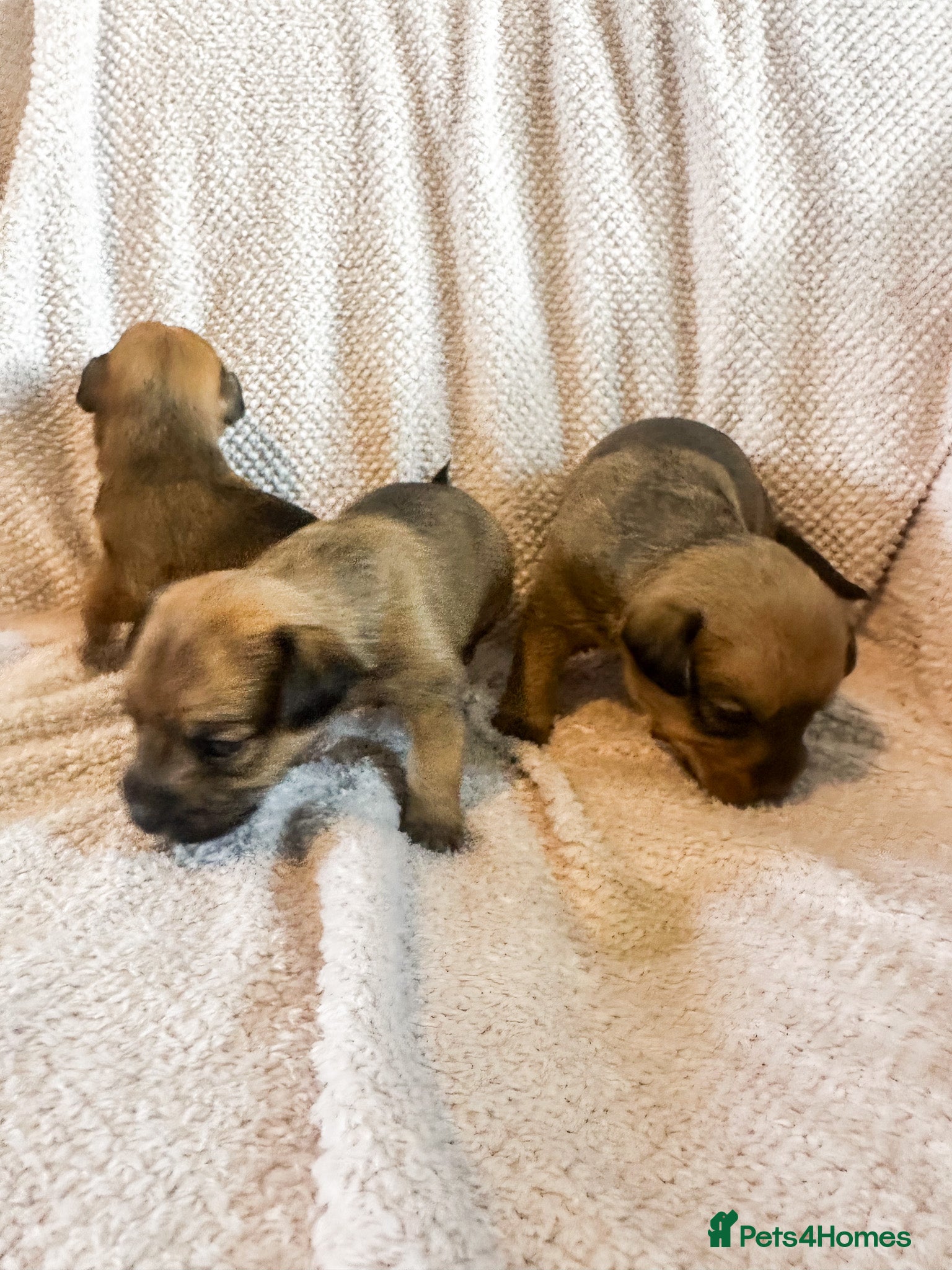 Mixed Breed dogs for sale: Patterdale X Lakeland Puppies for Sale in Letchworth Garden City - Advert 21