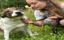 Mixed Breed dogs for adoption: Eddie - Norwich Norfolk  - Image 5