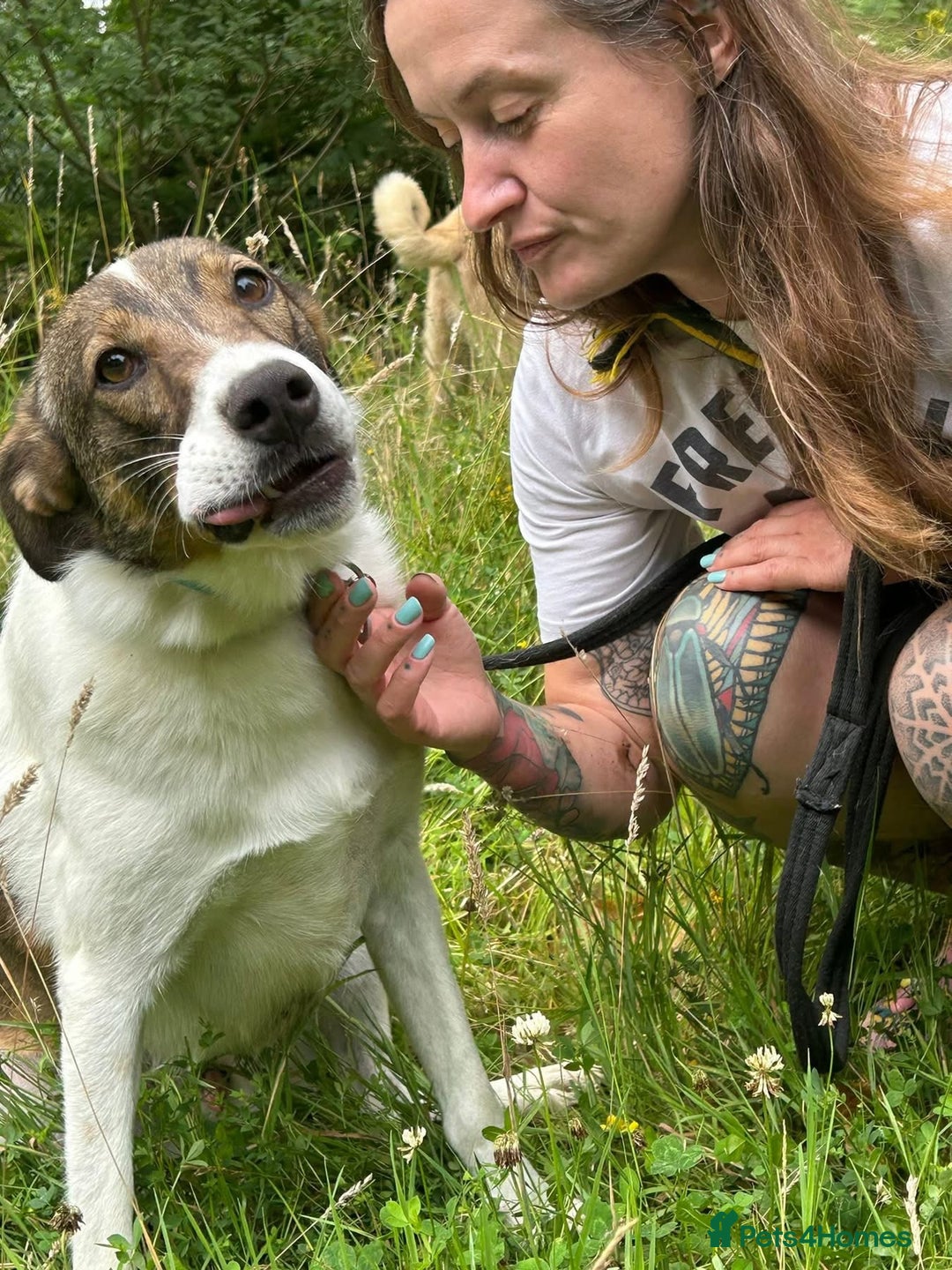 Mixed Breed dogs for adoption: Eddie - Norwich Norfolk  - Image 5
