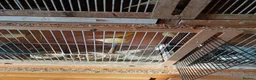Canaries birds for sale: 10 canaries - Advert 2