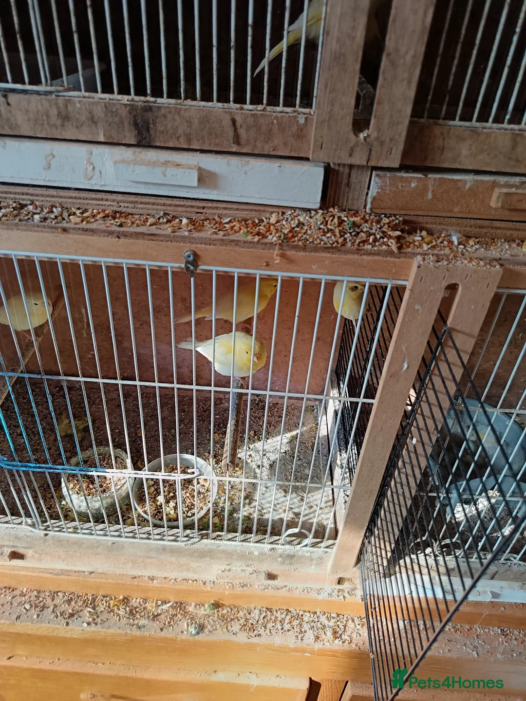 Canaries birds for sale: 10 canaries - Advert 2