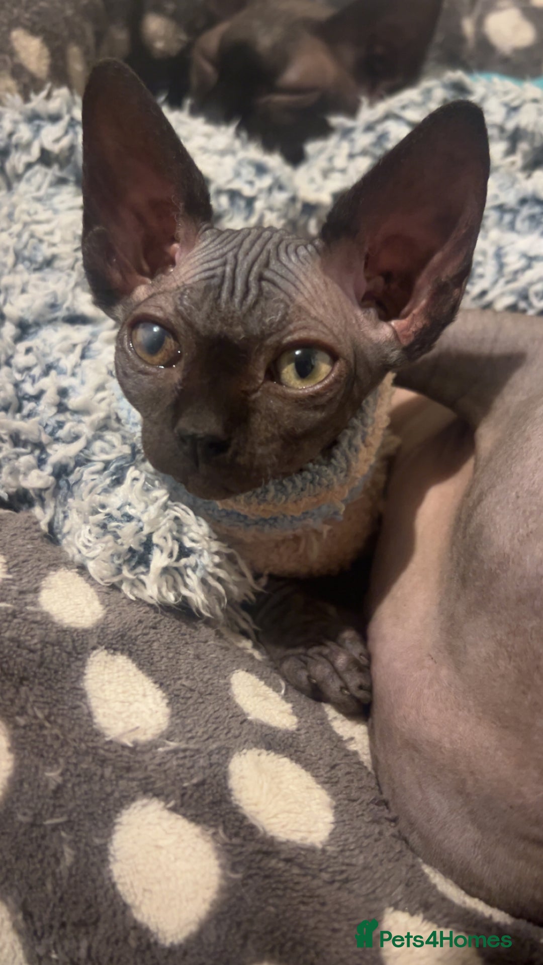 Sphynx cats for sale: Pure Canadian sphynx - Advert 1