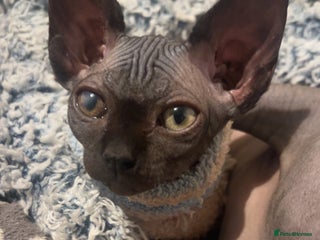 Sphynx cats Pure Canadian sphynx - Advert 1