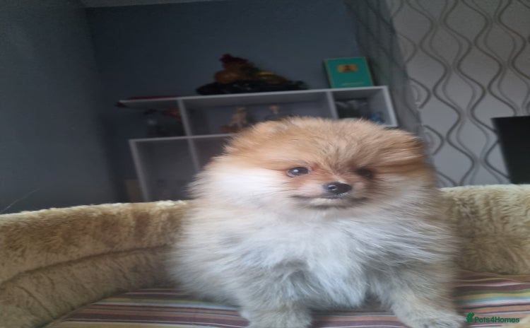 Pomeranian dogs - Advert 14