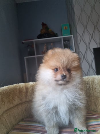 Pomeranian dogs - Advert 2
