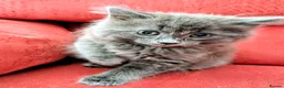 Mixed Breed cats for sale: Stunning Fluffy Kittens  - Advert 31