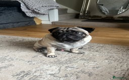 Pug dogs for sale: Our two year old loving pug needs rehomed - Image 1