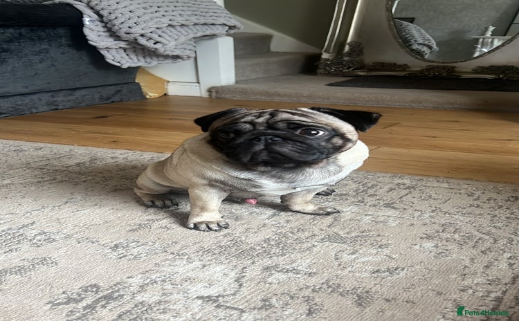 Pug dogs - Advert 2